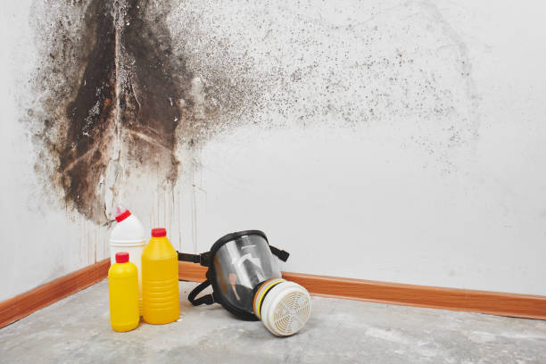 Best Emergency Mold Remediation in Pemberton Heights, NJ