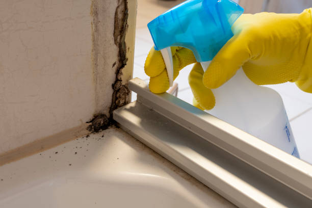 Best White Mold Remediation in Pemberton Heights, NJ