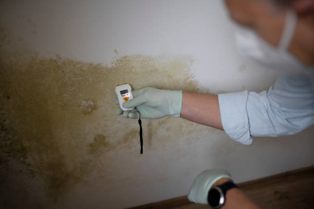 Best Post-Flood Mold Remediation in Pemberton Heights, NJ