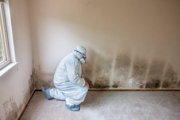 Best White Mold Remediation in Pemberton Heights, NJ