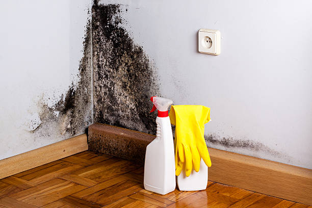 Best Industrial Mold Remediation in Pemberton Heights, NJ