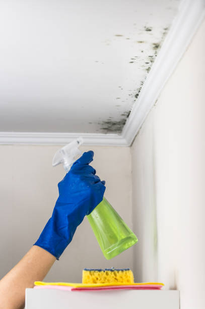 Best Bathroom Mold Remediation in Pemberton Heights, NJ