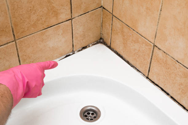 Reliable Pemberton Heights, NJ Mold Remediation Solutions